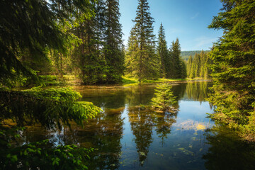 Obraz premium Magical place in the middle of a coniferous forest in swampy area. National park Durmitor, Montenegro, Europe.
