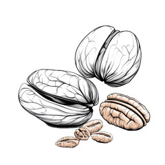 Fototapeta premium Continuous line art drawing of pecans, isolated on a white background. PNG