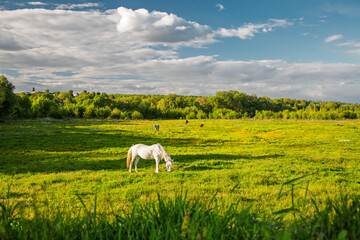 A picturesque scene with a white arabian horse grazing on an ecological pasture against a beautiful sky.