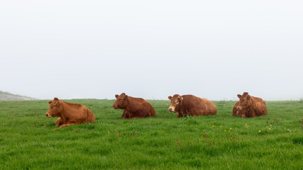 A minimalist composition featuring a group of Limousin cows resting on a green pasture in Ireland. The cows are lying in a line on the grass against a soft, foggy backdrop