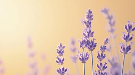 Obraz premium Lavender Sunset.