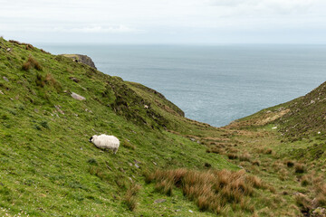 A lone sheep on a green hillside above the Atlantic Ocean near Slieve League cliffs in County Donegal, Ireland