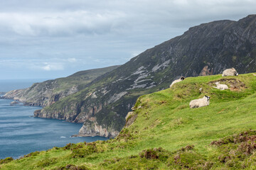 A group of Scottish Blackface sheep relaxes on the green slopes of Slieve League, Ireland, with...