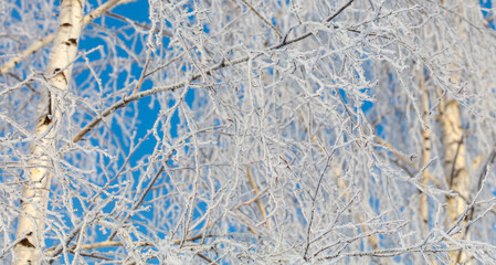 A tree with a lot of snow on it is in front of a blue sky