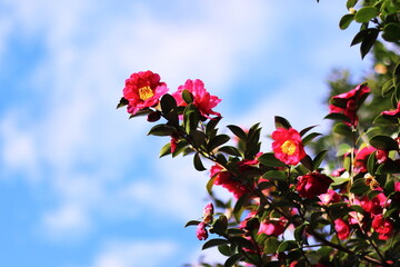 青空に映える山茶花の花