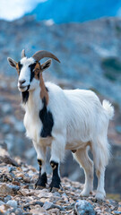 Obraz premium Goat is standing on a rocky