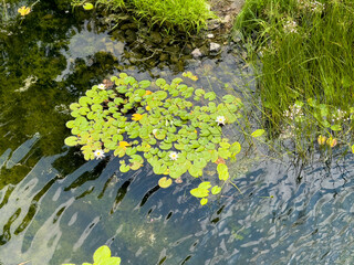 A pond with lily pads floating on the surface