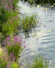 A pond with a lot of plants and water