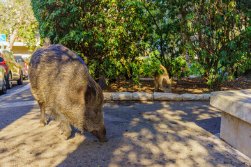 Wild boar in a public garden in Haifa