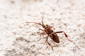 Western conifer seed bug spreading in Europe