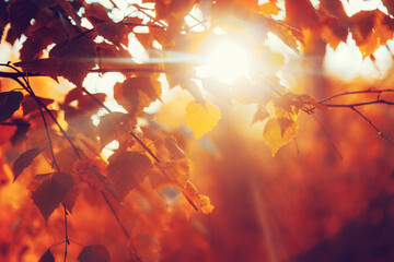 beautiful autumn landscape with yellow and red leaves