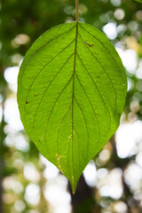 beautiful green leaf hanging on a tree in a national Park