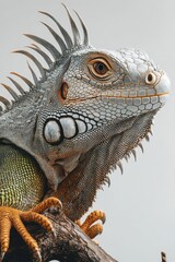 Obraz premium Close-up of iguana with spiky crest.