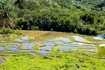 Rice fields, Island Flores, Indonesia, Southeast Asia.