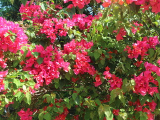 Bougainvillea flowers are pink flowers that fill all the leaf branches.