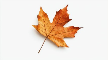 Fototapeta premium Vibrant Autumn Maple Leaf Isolated on White Background Showcasing Natural Textures and Rich Orange-Brown Hues Evoking the Essence of Fall Splendor