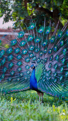 Obraz premium Peacock is standing in a grassy field with its feathers spread out