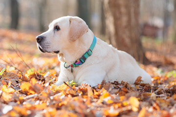 retriever dog on a walk in the park. Cute dog labrador lies in the autumn park