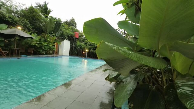 Slow Motion Close up or low angle view of Swimming Pool. Calathea lutea (Cuban Cigar Pampano) growth and breezing by wind beside the swimming pool. 