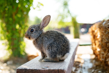 A small brown rabbit curiously explores a wooden bench near hay bales in a sunny farm