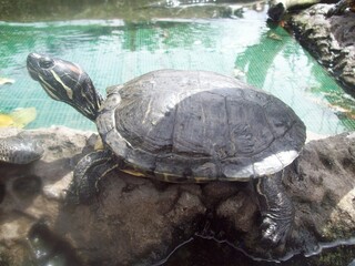 Tortuga tomando el sol