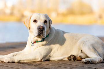 retriever dog on a walk in the park. Cute dog labrador lies in the autumn park