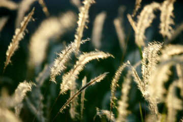 Fototapeta premium Soft Golden Grass Blades Glimmering in the Light During a Serene Sunset, Capturing the Beauty of Nature and Tranquility in an Outdoor Landscape Scene