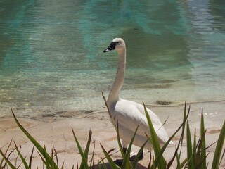 Cisne blanco