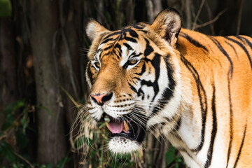 Tiger standing in the forest, close-up