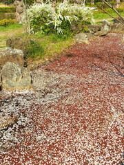 春の水元公園の桜の花びら散る涸れた池風景