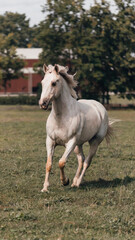 Obraz premium White horse is running in a field