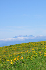 Fototapeta premium Day lilies and snow-capped mountains, Kurumayama, Nagano, Japan vertical / ニッコウキスゲと雪を被る山脈 車山 長野 日本 縦