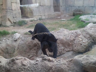 Pantera negra en el zoo