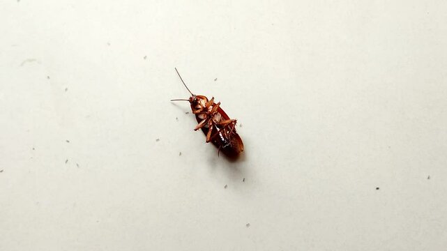 Close up dead cockroach exposed to insect poison spray, surrounded by tiny ants.
