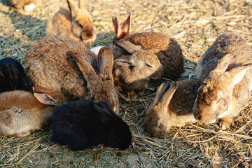 Naklejka premium Brown rabbit stands among a group of other rabbits in a sunny outdoor setting