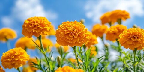 Vibrant marigold flowers bloom brilliantly against a backdrop of a clear blue sky, showcasing the rich color of marigolds in the plantation setting, perfect for nature enthusiasts.