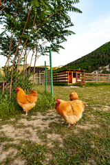 A group of chickens enjoying the late afternoon sun near a rustic barn in a rural setting