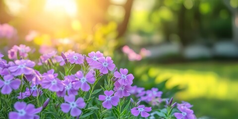 Obraz premium Vibrant phlox subulate blooms in a flowerbed enhance the urban environment, creating a beautiful green space. The flowerbed showcases phlox subulate with a soft focused background and ample copy