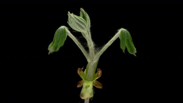 Chestnut grows leaves from buds in spring in time lapse on black background