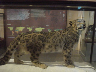 Jaguar disecado © JuanCarlos