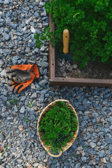 growing and harvesting parsley in veggie garden. Natural country life and healthy organic food