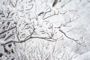 trees covered with snow in Seonjaryeong, Gangwon-do, Korea