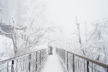 trees covered with snow in Seonjaryeong, Gangwon-do, Korea