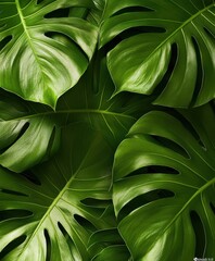 Exploring the Beauty of Monstera Leaves: Lush Green Foliage for Decor and Nature Enthusiasts