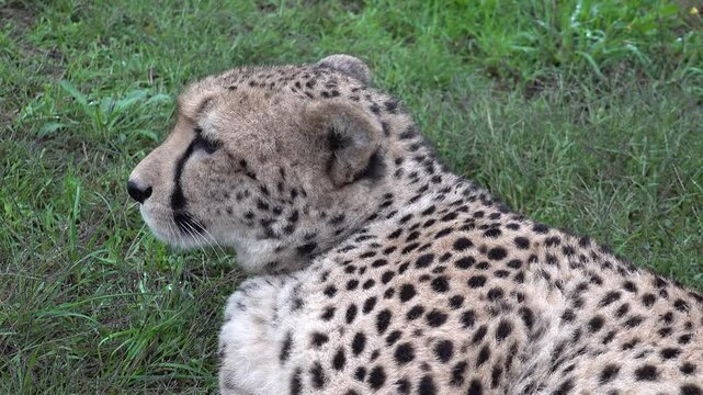Cheetah resting 4K in animal refuge at Galicia, Spain. High quality 4k footage