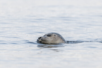 seal, head, emerging, water, harbor seal, water surface, phoca vitulina, swim, animal, mammal, sea, ocean