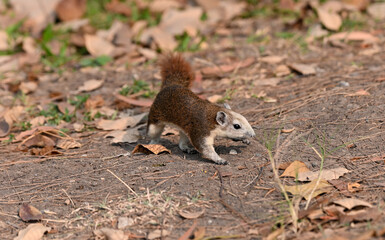 A little squirrel is looking for food.