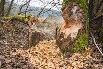 tree felled by beavers, beaver bite, European beaver, castor, fiber, ecology, wood, cuttings, shavings
