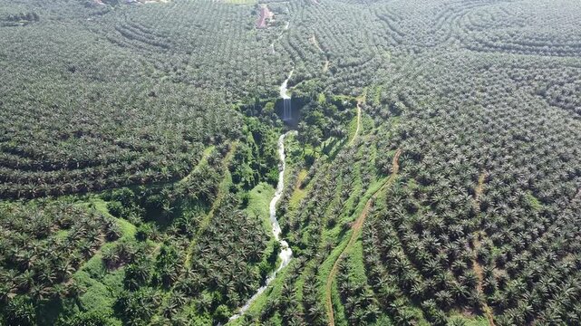 PERKEBUNAN SAWIT DI SERTAI AIR TERJUN YANG INDAH