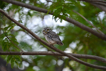 Charming Spotted Owl Perched on Tree Branch